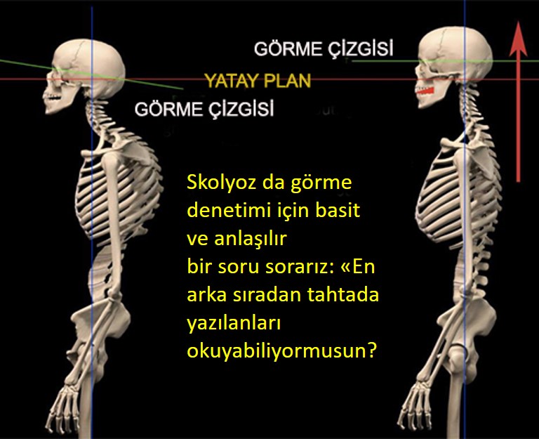 Sirt profilining mos yozuvlar egri chizigi Sirt profilining mos yozuvlar egri chizigi